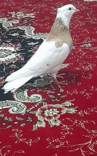 گمشده