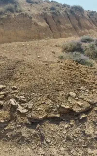 کود گوسفندی