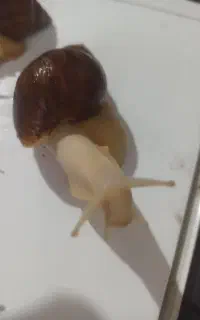 حلزون