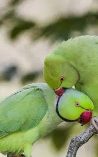 طوطی ملنگو