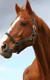 خرید فروش اسب و قاطر