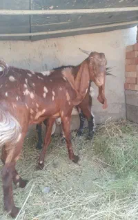 کهره نر وماده
