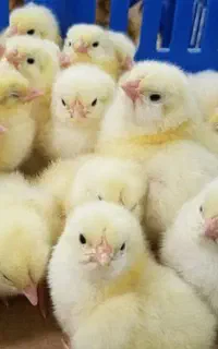 فروش جوجه مرغ گوشتی یه روزه فریدونکنار