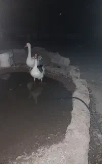 قاز