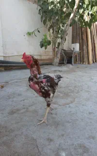 لاری نژاد خوب