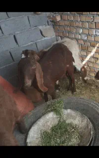 بز دورگ پاکستانی چاق جوان با بزغاله بزرگ ماده .