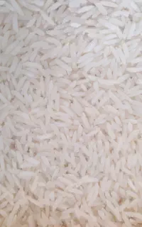 برنج هاشمی بهترین جای گیلان تناژ بالا+توضیحات