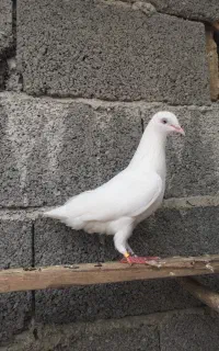 کفتر پتی واله