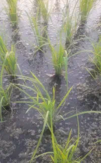 برنج طارم هاشمی درجه ۱