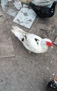 اردک اسرائیلی