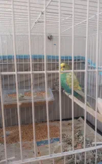 مرغ عشق با جوجه