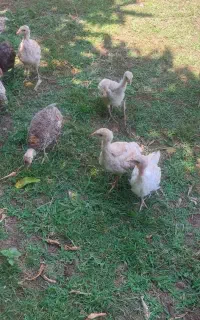 جوجه بوقلمون ۲ماهه