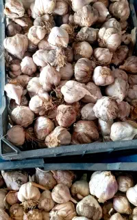 سیر محلی.