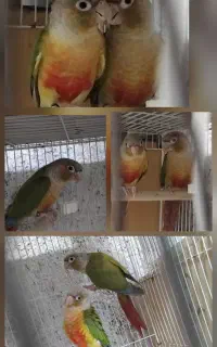 دوجفت گرینچیک مولد