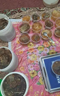 عسل طبیعی سیاهمزگی