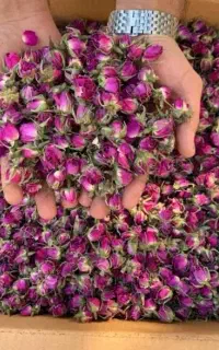 غنچه گل محمدی