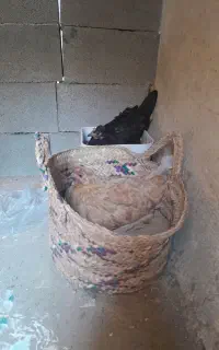 فروش ۲ عدد مرغ کرک