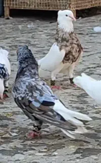 دمسفید آس