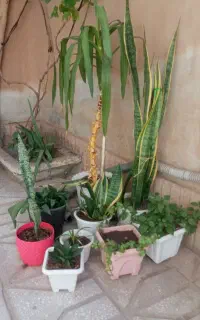 چندعدد گل همگی باهم