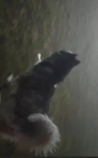 هاسکی مالاموت