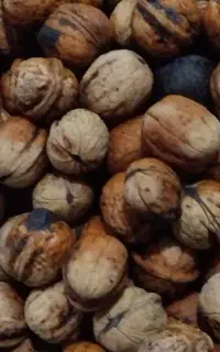 گردو تازه