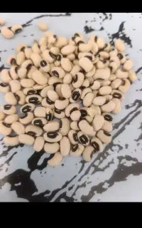 لوبیا چشم بلبلی