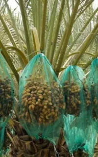 نخل خرما تورگیری پنگ و آویزان کردن پنگ