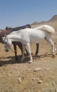 اسب سفید