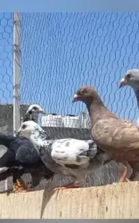 کبوتر بزک سینه سفید کرم زرد دسته کبوتری سینه سیاه