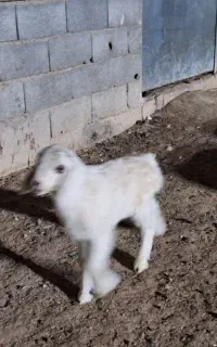 سلام دوستان این بره شیری گم شده