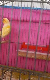 قناری ماده