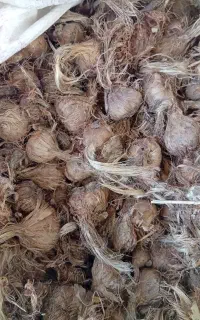 پیاز زعفران