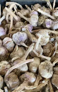 سیر خشک خشک درجه ۱ آذرشهر تناژ بالا