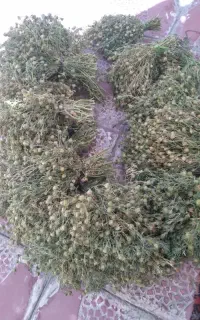 اسپند