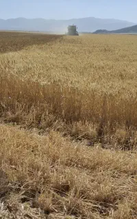 کاه
