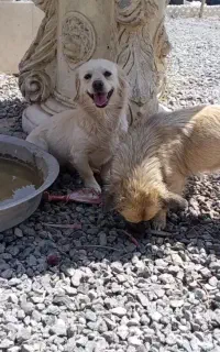 سگ پاکوتاه