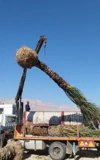 نخل ،پالم خرما پاجوش