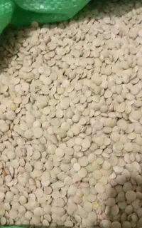 عدس تازه پاک شده کیلویی ۲۸۰تومان