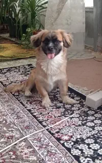 سگ خونگی ۶ ماهه
