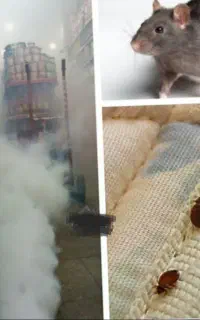 سمپاشی شرکتی و تضمینی سوسک ساس کنه کک(سم پاشی)