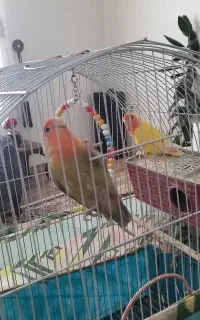 طوطی برزیل نر وماده