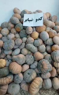 کدو ضیابر