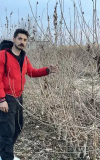 گردو بادام فندق انواع میوه ضمانتی