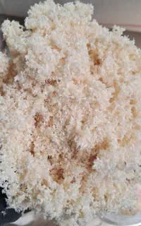 پوشال چوب نراد