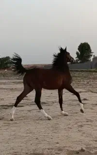 شوش دانیال