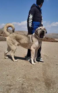 سک  پ