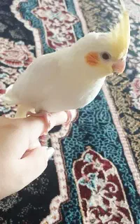 عروس هلندی