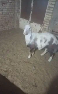 بره‌قوچی‌پلنگی