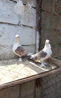 کفتر موشی ووحمال