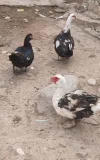 اردک خارجی اسرائیلی